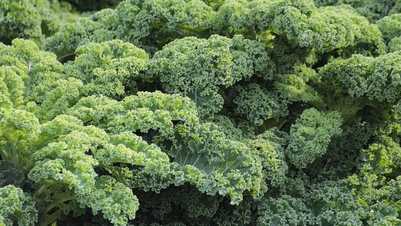 Why Eating Kale is Good for Your Health