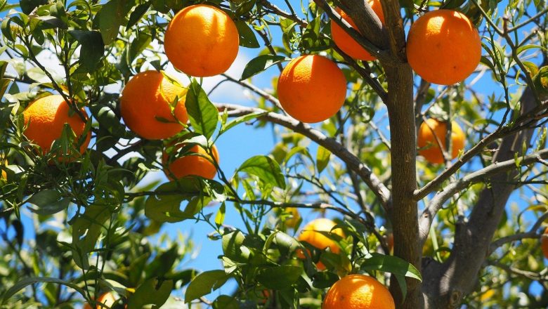 Är det Farligt att Äta för Mycket Apelsiner?