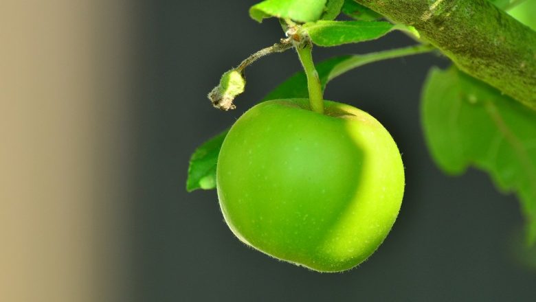 Är det Farligt att Äta Omogna Äpplen?