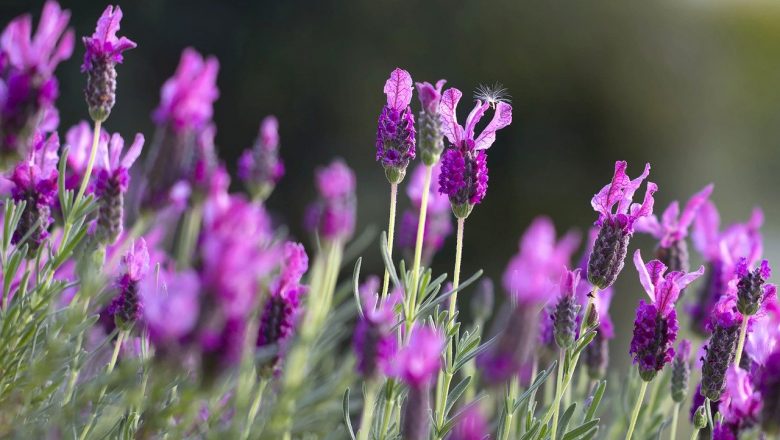 Kan man Äta Lavendel? Är det Farligt?