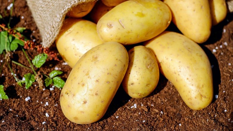 Kan man Äta Potatis som är Grön?