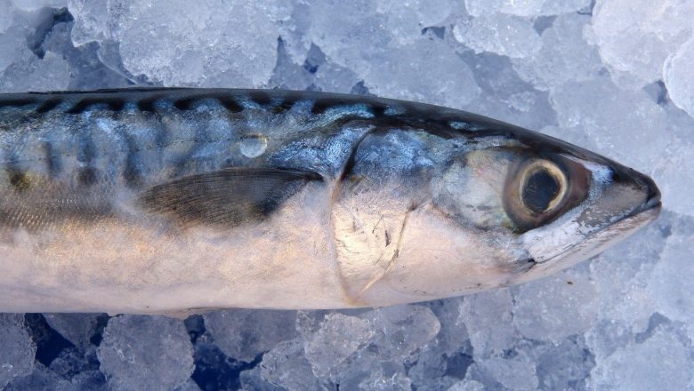 Hur länge Håller Fisk i Frysen? Här är Svaret!
