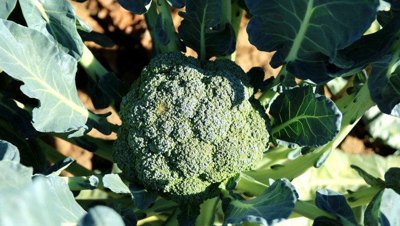 Kan man Äta Broccoliblad?