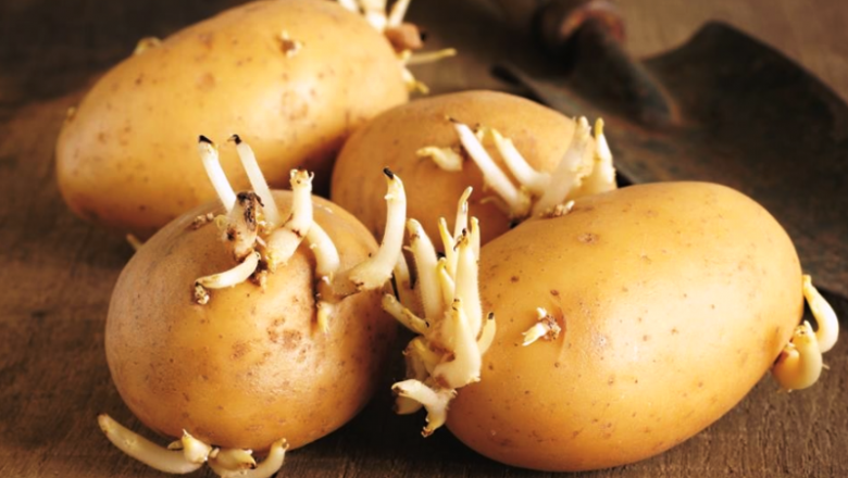 Kan man Äta Potatis med Groddar?