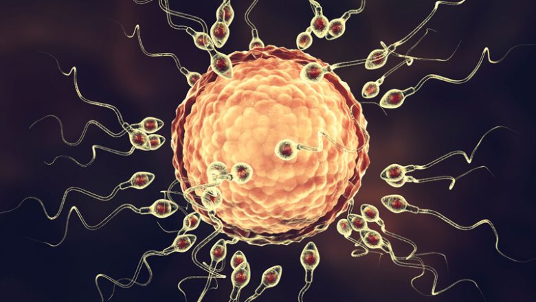Spermier hälsa: Hur man förbättrar manlig fertilitet och ökar antalet spermier