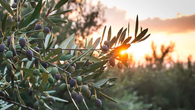 Olive Leaf Extract: Skäl att omfamna det “goda bladet”