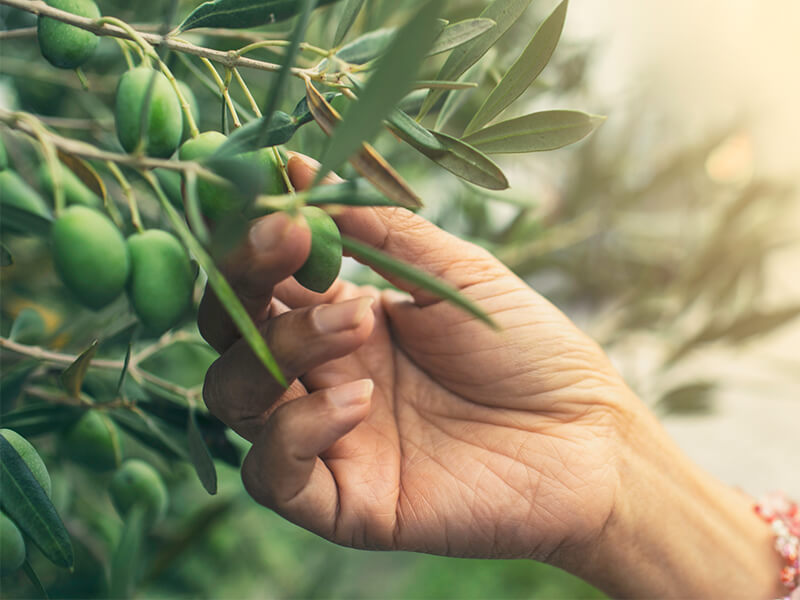 Olive Leaf Extract: Varför olivbladet är en kraftfull källa till välbefinnande