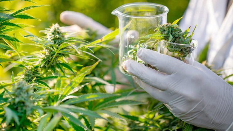 Medicinsk cannabis: Hur marijuana lindrade kronisk smärta av artrit
