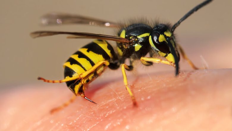 Hur man undviker och behandlar bi- eller getingstick och insektsbett