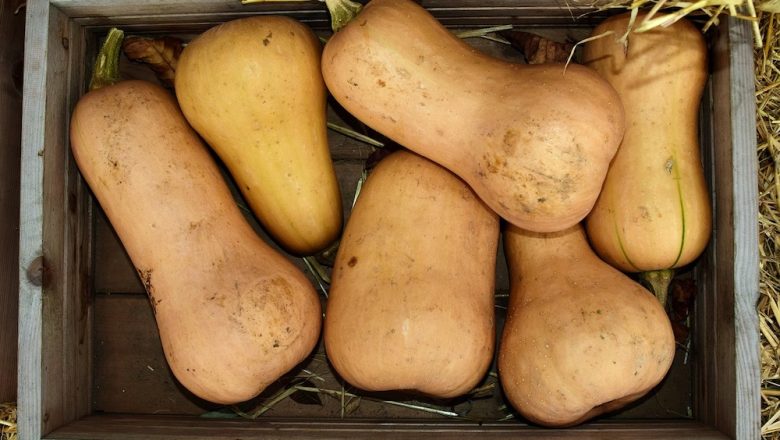 Butternut Squash Hud?  –  vanliga frågor