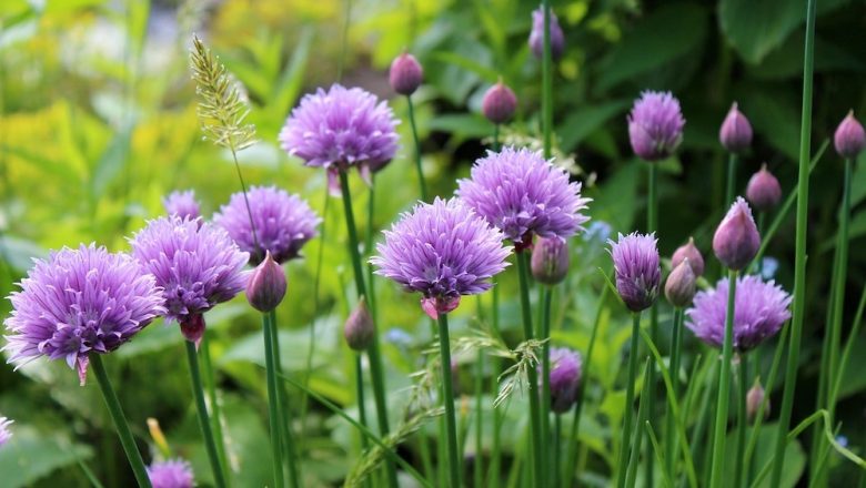 Kan man äta gräslökblommor?  –  vanliga frågor