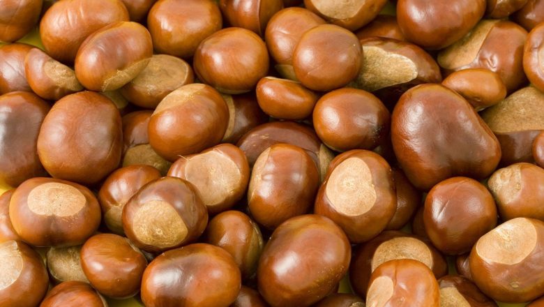 Conkers? – vanliga frågor