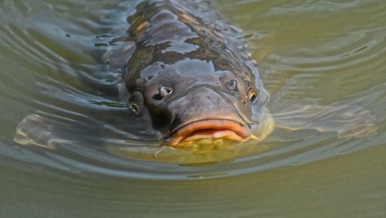 Kan man äta karp?  –  vanliga frågor