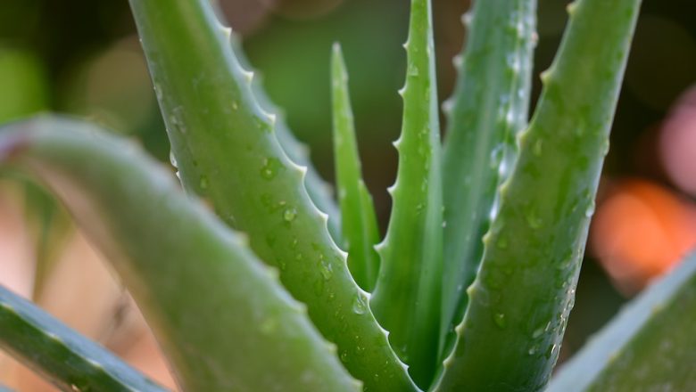 Aloe Vera?  –  vanliga frågor