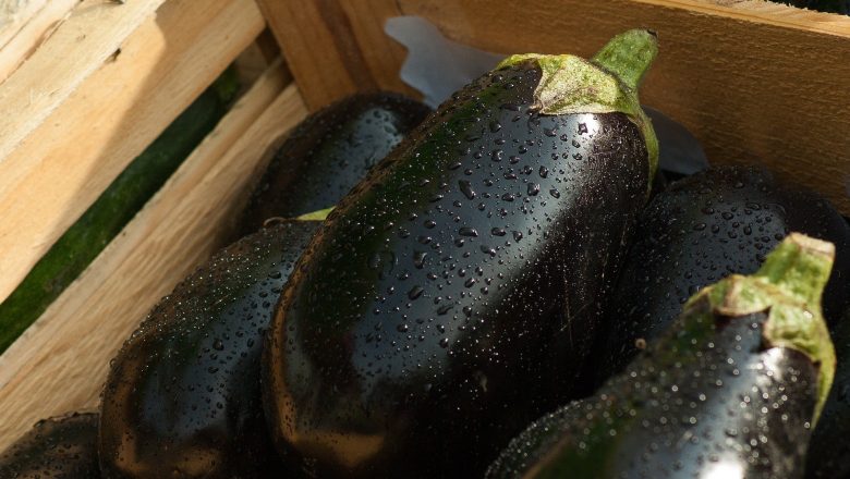auberginehud?  –  vanliga frågor