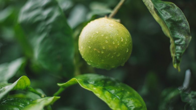 Kan man äta limeblad? – Foodtrotter.com