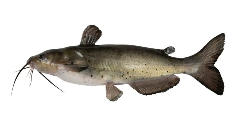 Bör du undvika att äta havskatt?